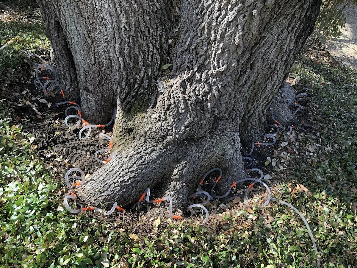 Detailed Tree Cabling and Bracing job site in Bogue