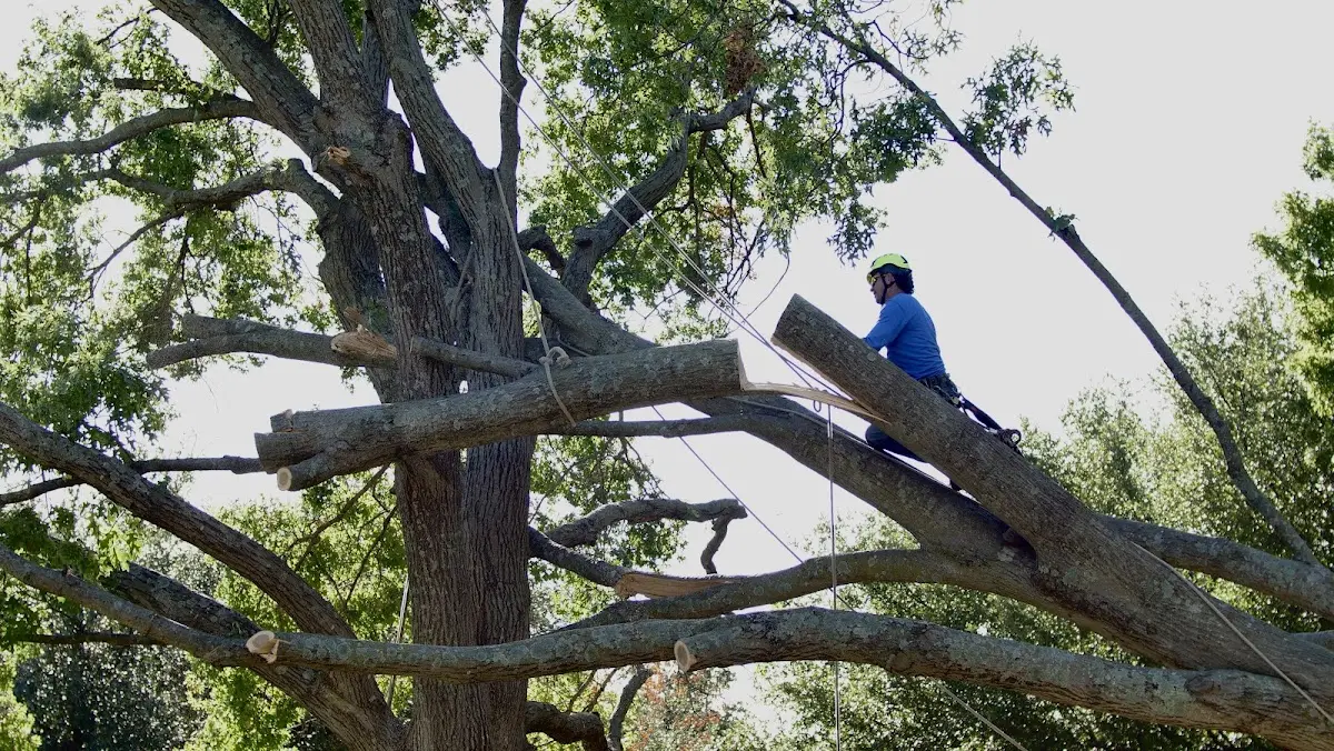 Professional Crown Thinning performed by certified arborists in Bogue
