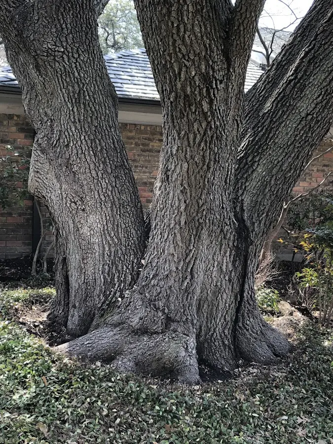 Mature heritage tree close to a Bogue property cared for by certified arborists